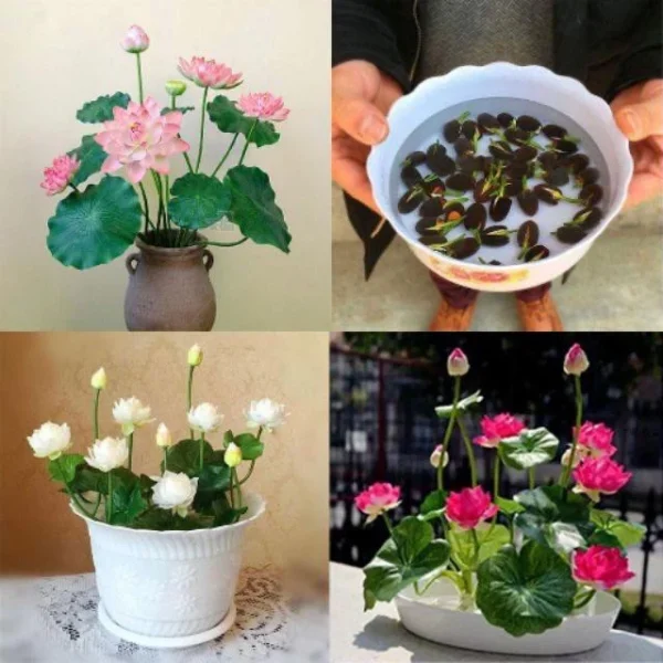 02cdbefe546840731435fa329dc5dde1.webp Ready Stock 25Pcs Bowl Lotus Seed Water Lily Mix Flower Seeds Bonsai Pot Garden Plant Dwarf Benih Lotus