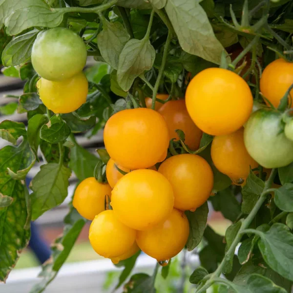 10202990-Tumbling-tom-yellow-IH-02 Super Rare Heirloom Tiny Tim Yellow Tomato seeds 30 seed Pot Friendly Tumbling Tom Mango Garden