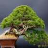 1babadc466060b82e13466c14d231905.webp Japanese White Pine Pinus Bonsai Seeds 20pcs Potted Plants Ornamental Bonsai Tree Live Plants Indoor Air Plant