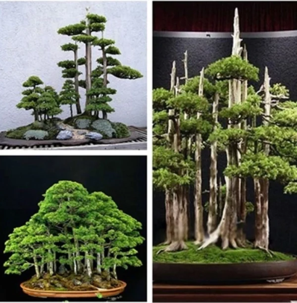 2be10afe5f3a6f1a15ea2c385f7c5088.webp Japanese White Pine Pinus Bonsai Seeds 20pcs Potted Plants Ornamental Bonsai Tree Live Plants Indoor Air Plant