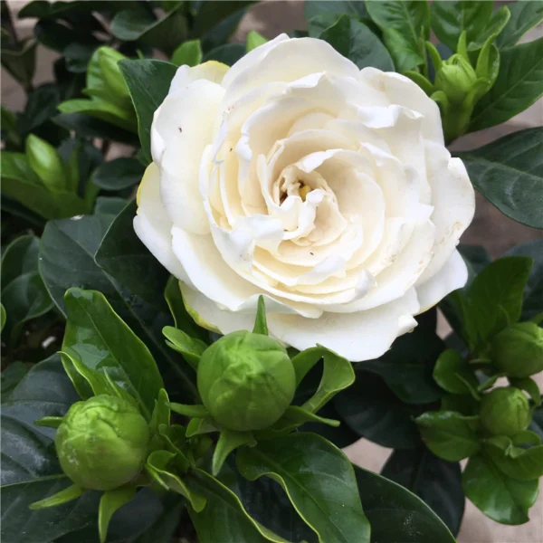 57aeccc0e32c0f25851071ba40a6b7b6.webp 5 seeds Gardenia Seeds Cape Jasmine Flower Seeds Fragrant Flowers Garden Flower Plants Seeds Pot Planting Ornamental