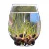 5ff83999b6a4b371f9953d1e475bdf0e.webp Ready Stock 25Pcs Bowl Lotus Seed Water Lily Mix Flower Seeds Bonsai Pot Garden Plant Dwarf Benih Lotus