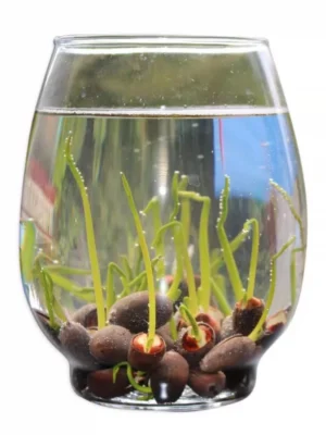 Ready Stock 25Pcs Bowl Lotus Seed Water Lily Mix Flower Seeds Bonsai Pot Garden Plant Dwarf Benih Lotus