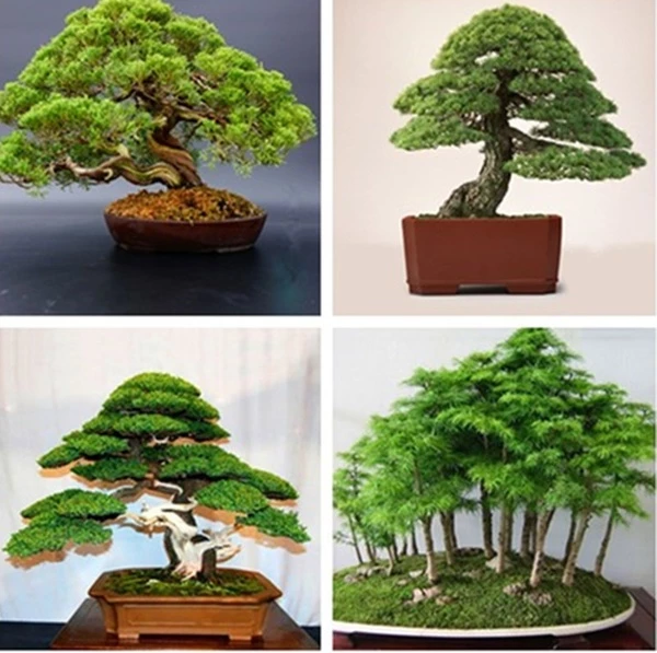 606686327daf5d27e8a5d70ba99ee2aa.webp Japanese White Pine Pinus Bonsai Seeds 20pcs Potted Plants Ornamental Bonsai Tree Live Plants Indoor Air Plant