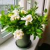 7543221137a2d72f19777d0872ca297a.webp 5 seeds Gardenia Seeds Cape Jasmine Flower Seeds Fragrant Flowers Garden Flower Plants Seeds Pot Planting Ornamental