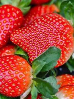 50 Pcs Bag Very Rare Giant Balcony Potted Plantation Cream Strawberry Seeds Fruit Bonsai