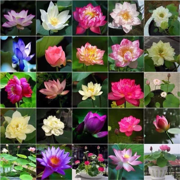 8f8ab05ecc77c72e2d162b4c45003ce7.webp Ready Stock 25Pcs Bowl Lotus Seed Water Lily Mix Flower Seeds Bonsai Pot Garden Plant Dwarf Benih Lotus