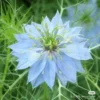 Easy Growing Ready Stock 100pcs Mixed Changchun Flower Seeds Bonsai Flower Vinca Seeds Blooming Flore Pott