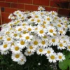 Big Leucanthenum 80pcs Flower Seed