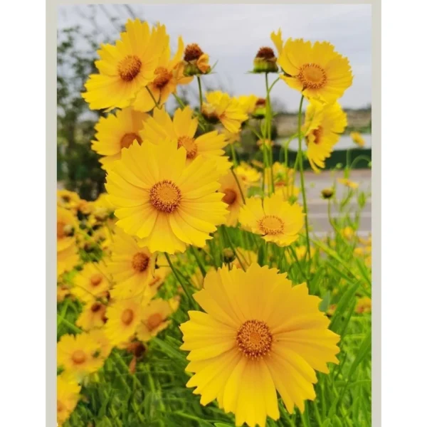my-11134207-820l8-mh5tuuhbw1s83e.webp F57 30 pcs Benih bunga Coreopsis Grandiflora Coreopsis Grandiflora Flower Seeds