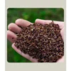 my-11134207-820lc-mh5tuuhsmnf2d7.webp F57 30 pcs Benih bunga Coreopsis Grandiflora Coreopsis Grandiflora Flower Seeds