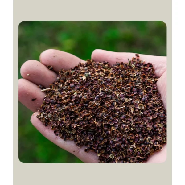 my-11134207-820lc-mh5tuuhsmnf2d7.webp F57 30 pcs Benih bunga Coreopsis Grandiflora Coreopsis Grandiflora Flower Seeds