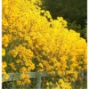 my-11134207-820lh-mh5tuubmca2zf4.webp F57 30 pcs Benih bunga Coreopsis Grandiflora Coreopsis Grandiflora Flower Seeds