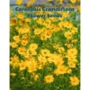 my-11134207-820li-mh5tuu9h1n2k84.webp F57 30 pcs Benih bunga Coreopsis Grandiflora Coreopsis Grandiflora Flower Seeds