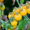 s-l1200 (14) Super Rare Heirloom Tiny Tim Yellow Tomato seeds 30 seed Pot Friendly Tumbling Tom Mango Garden