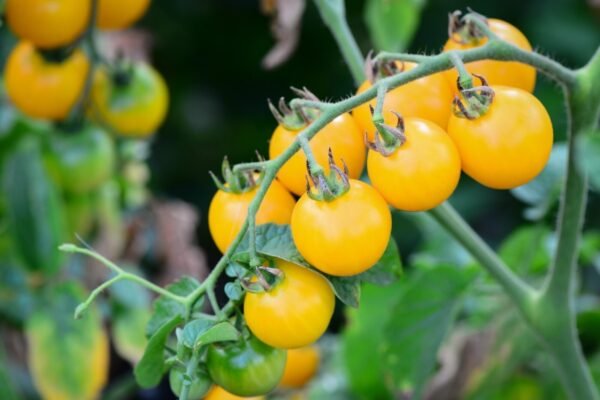s-l1200 (14) Super Rare Heirloom Tiny Tim Yellow Tomato seeds 30 seed Pot Friendly Tumbling Tom Mango Garden