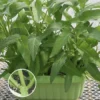 Hybrid F1 three stalks Big Leaf Kangkung Seeds