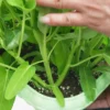 Hybrid F1 three stalks Big Leaf Kangkung Seeds