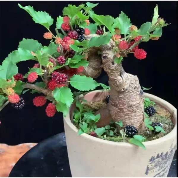 100 Original Rare Mulberry Seeds Tree Seeds for Planting 300 Seeds Per Pack