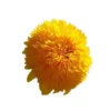 Matahari Sunflower Seeds Flower Plant Seed 20 seeds