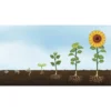 Matahari Sunflower Seeds Flower Plant Seed 20 seeds