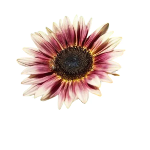Matahari Sunflower Seeds Flower Plant Seed 20 seeds