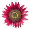 Matahari Sunflower Seeds Flower Plant Seed 20 seeds
